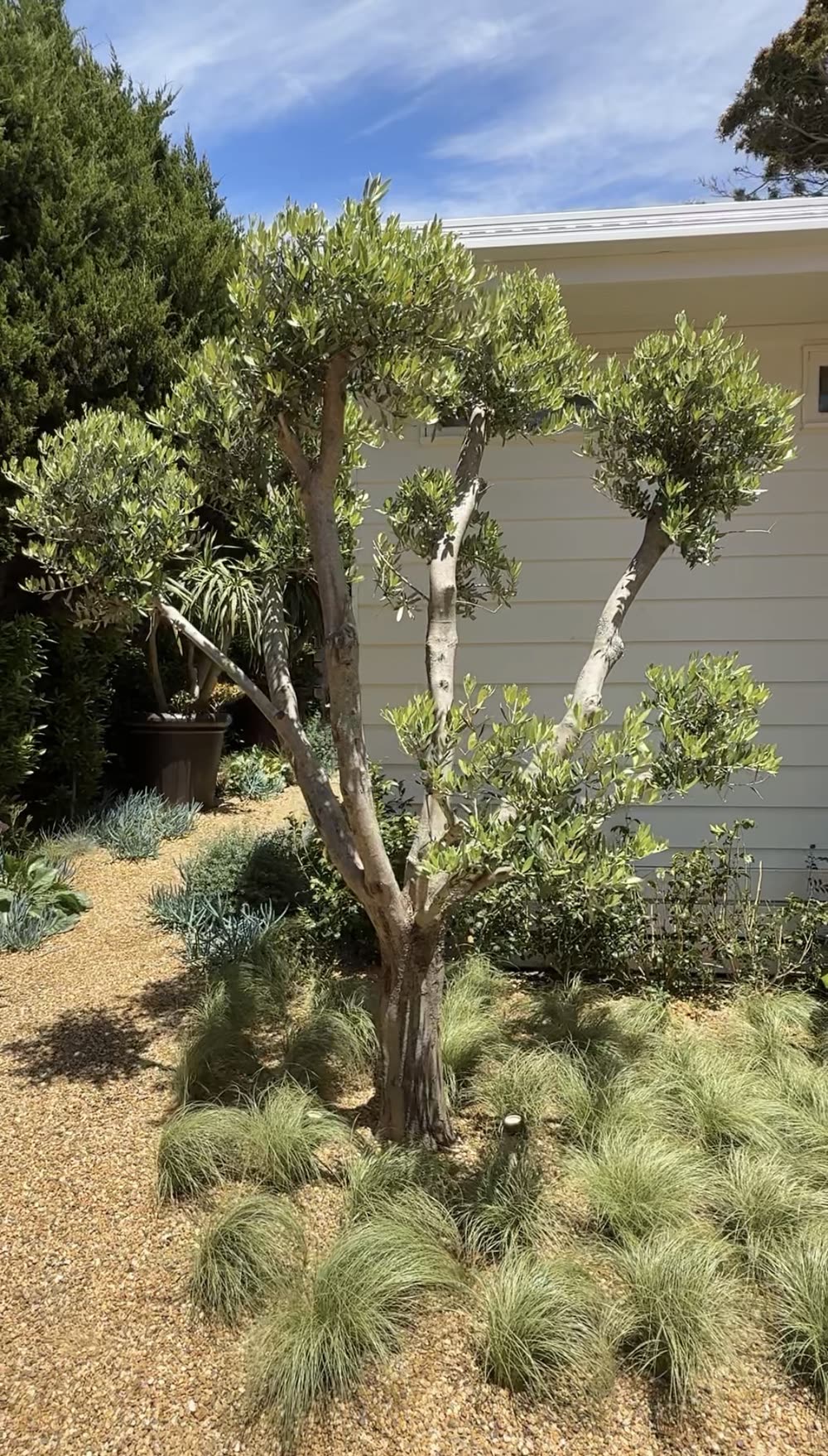 40-year-old Leccino olive tree with multi-branch form planted in a gravel garden