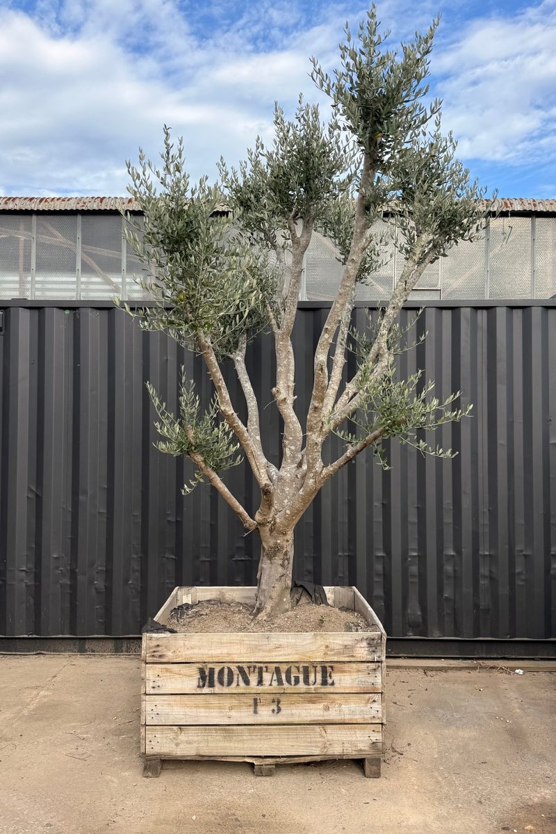 Mature Leccino olive tree, tall, open multi-stem, in a timber crate at our Huntingdale yard