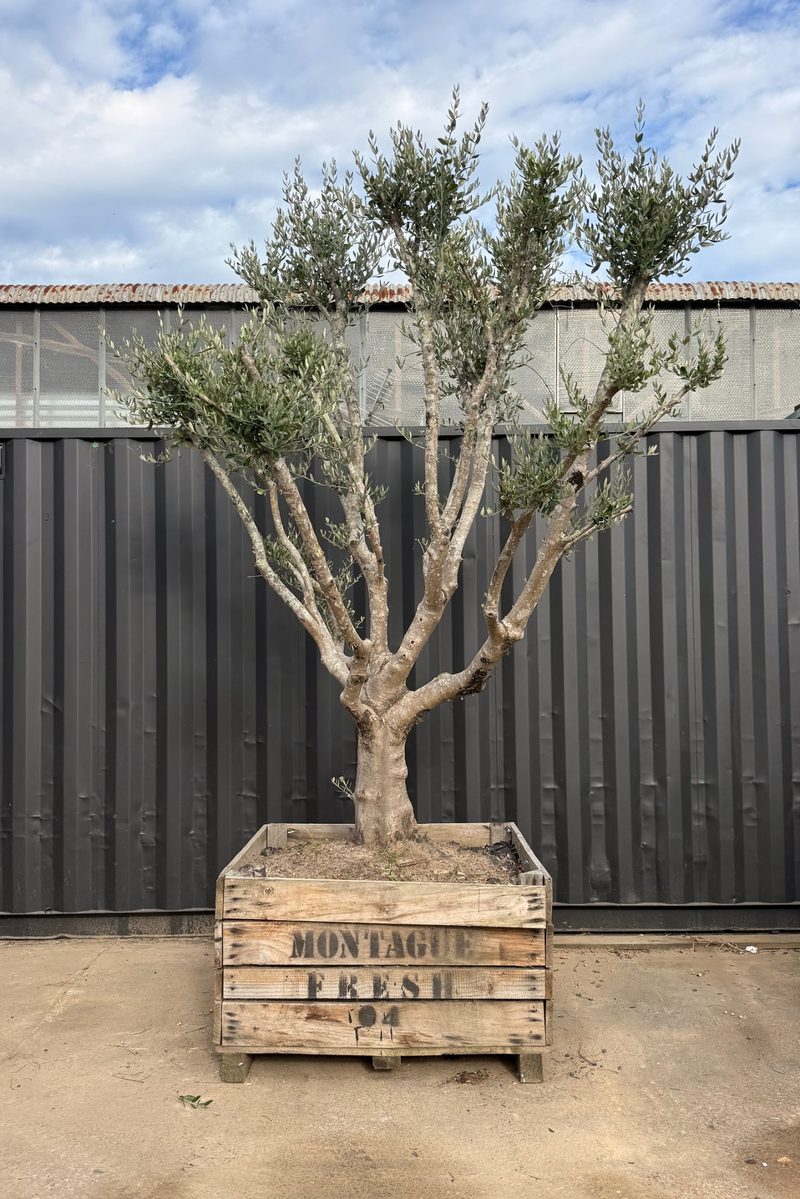 Mature Leccino olive tree, broad vase form, in a timber crate at our Huntingdale yard