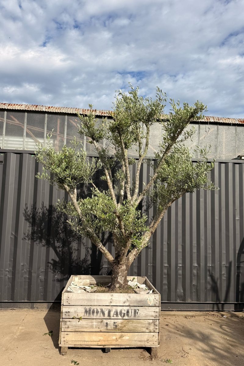 Mature Leccino olive tree, full, dense canopy, in a timber crate at our Huntingdale yard