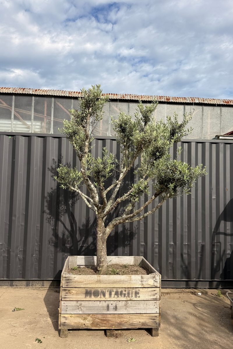 Mature Leccino olive tree, clean trunk, layered crown, in a timber crate at our Huntingdale yard