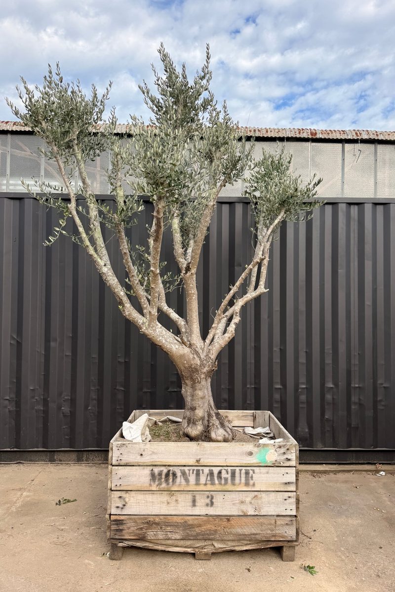 Mature Leccino olive tree, characterful flared trunk, in a timber crate at our Huntingdale yard