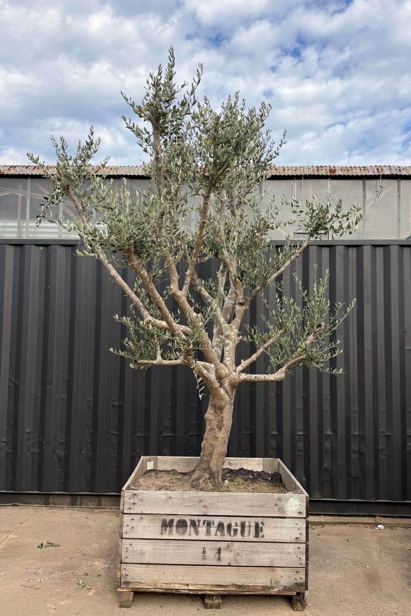 Mature Leccino olive tree, leaning sculptural trunk, in a timber crate at our Huntingdale yard